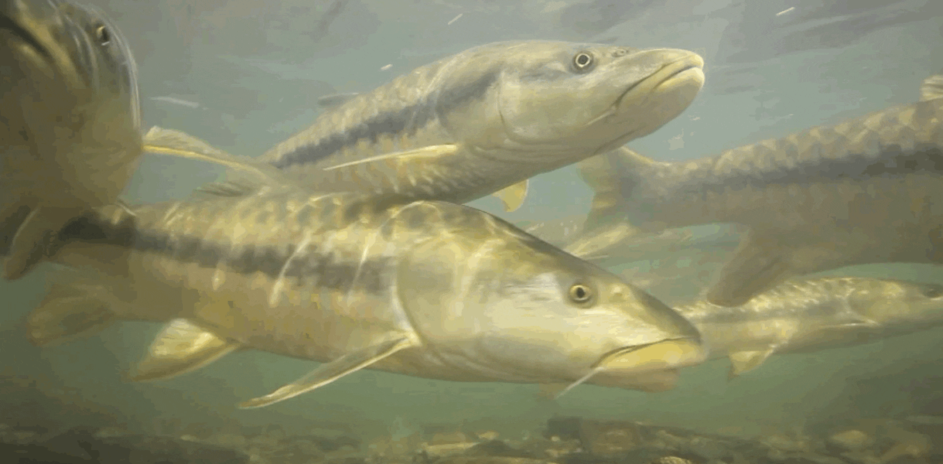 The world’s great fish migrations are collapsing – that’s a problem for millions of people