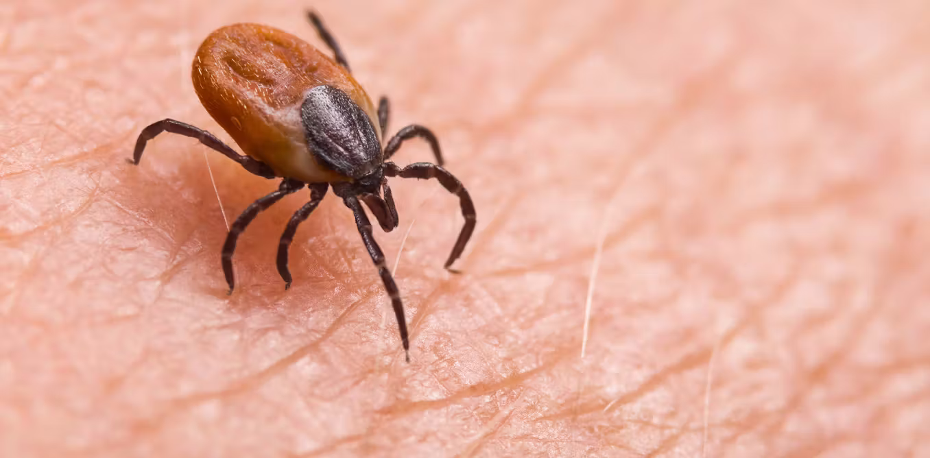Ticks are the backyard threat southwestern Pennsylvania homeowners keep ignoring