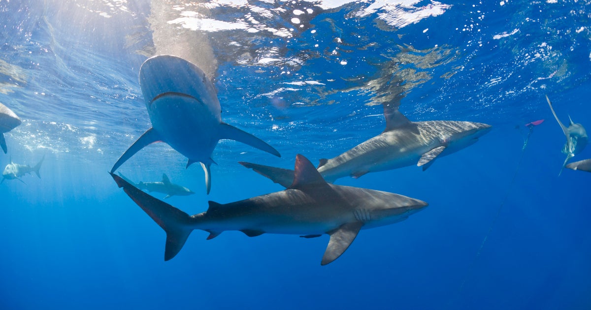 Sharks in the Bahamas test positive for caffeine, painkillers and even cocaine, study finds
