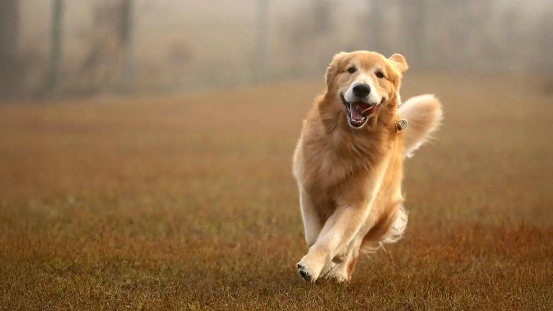 Golden Retriever genes linked to anxiety, aggression, and intelligence in humans