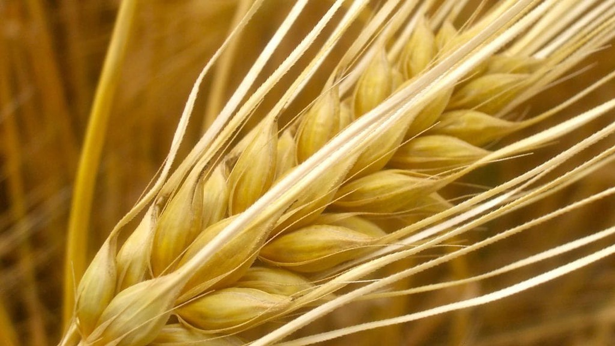 Ukraine’s barley exports to grow by 22% in 2025/26 season – UCAB