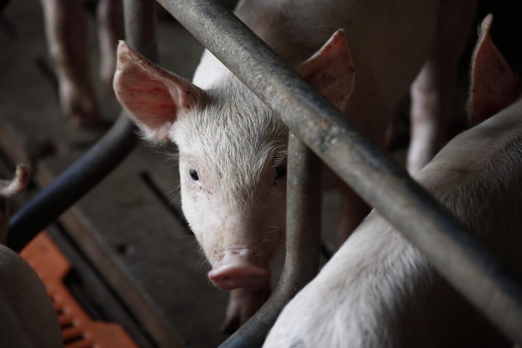 Ukraine’s pig farmers squeezed between disease, blackouts, and cheap imports