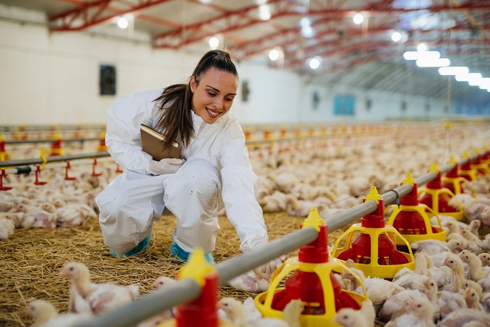 The transition to EU standards will cost Ukrainian agricultural producers in the poultry and pig sectors tens of billions of hryvnias.