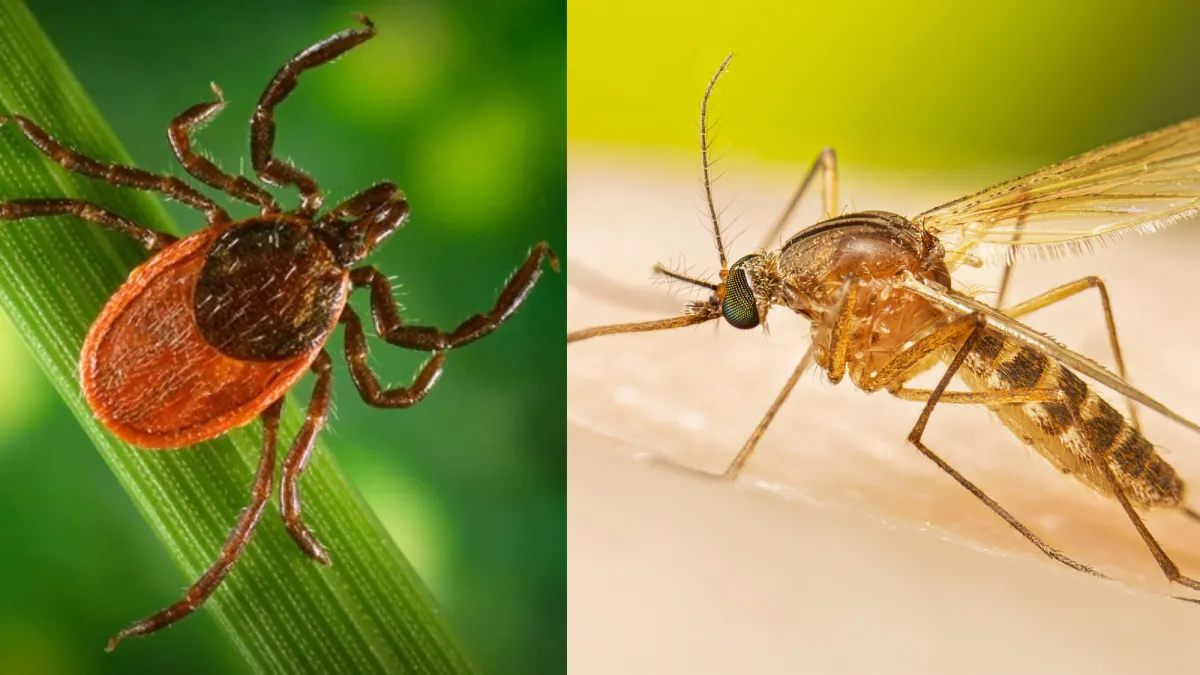 What a cold winter means for ticks and mosquitoes