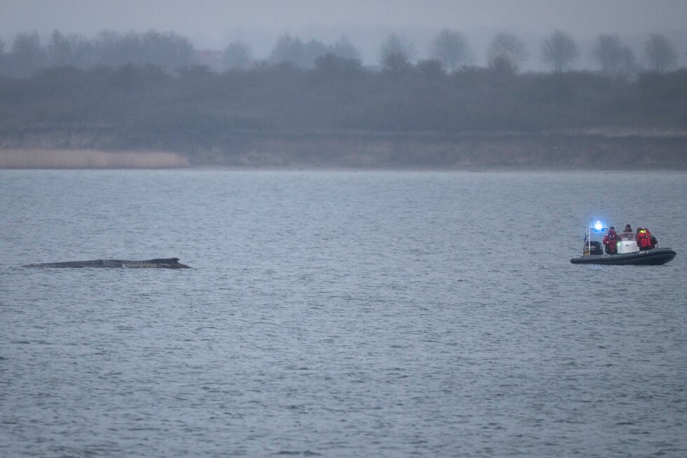 Whale stranded again off Germany’s Baltic coast