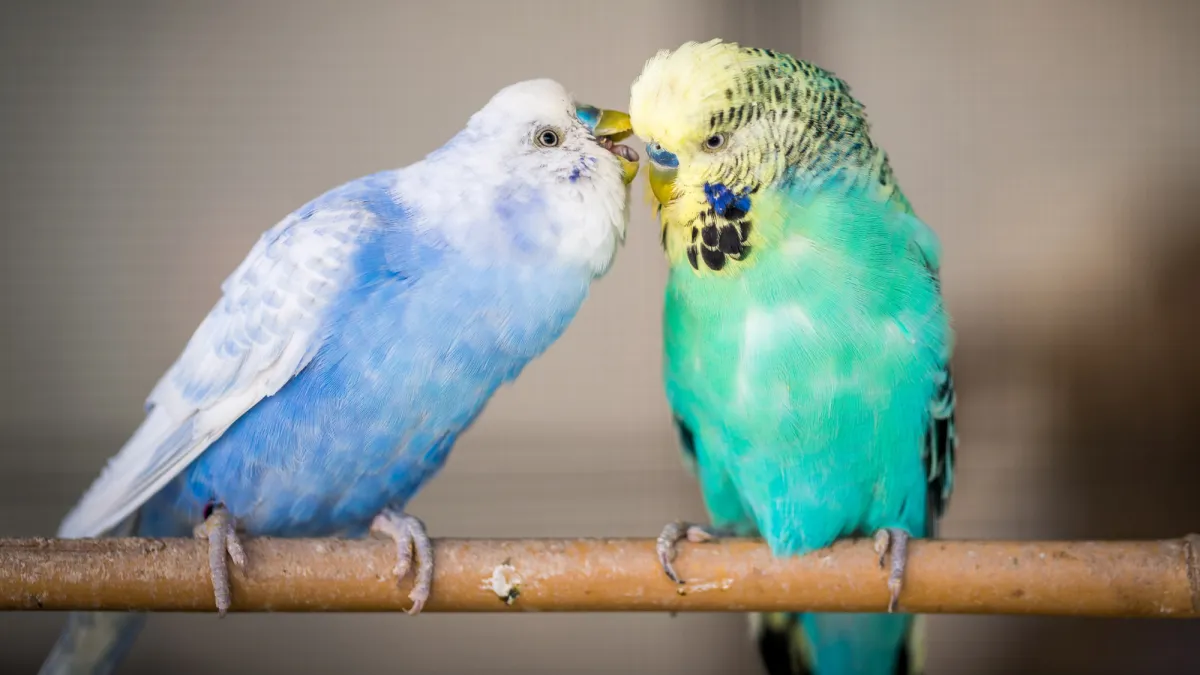 From chirps to ‘hellos’: Why some birds talk like people