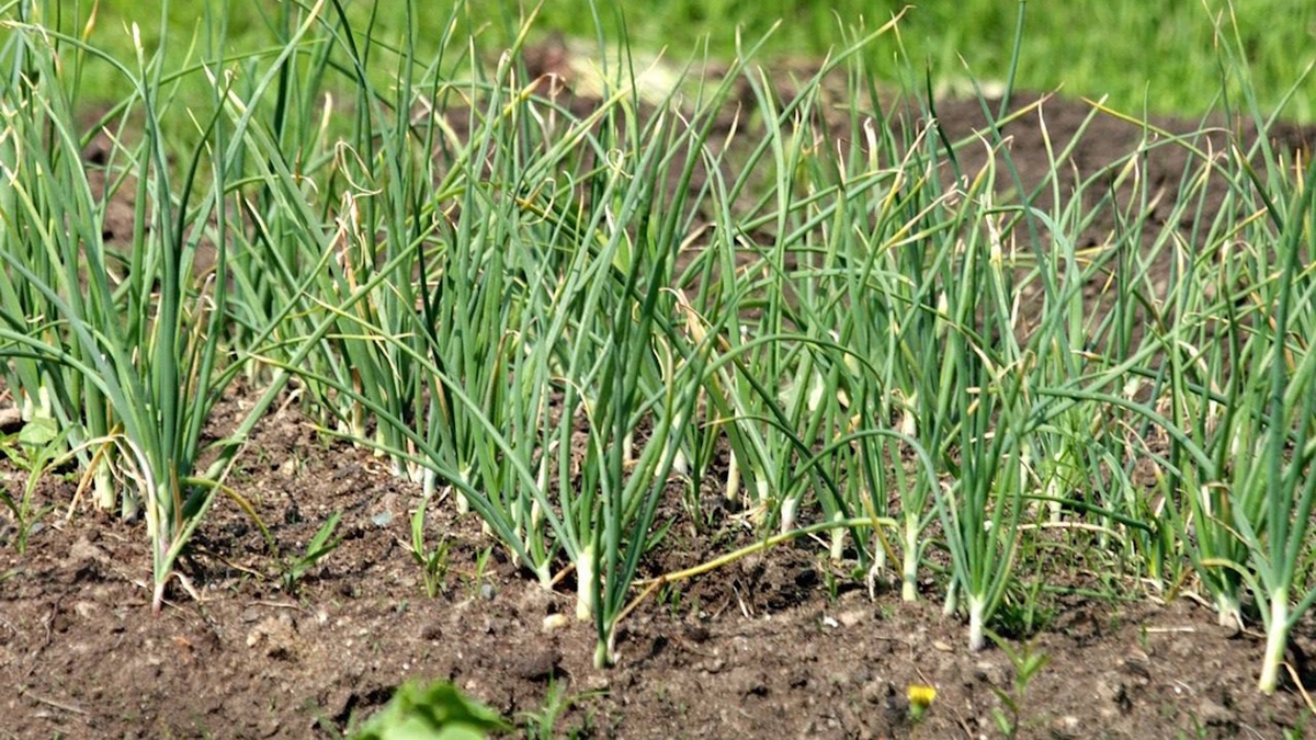 Antimonopoly Committee of Ukraine will consider Olimp-Agro’s acquisition of control over Dzenzelivske agricultural enterprise