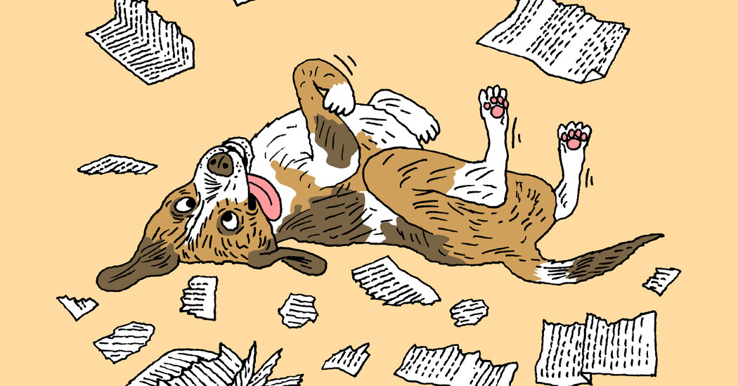 In Defense of Dumb Dogs