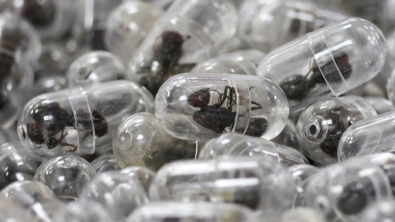 Chinese man jailed after trying to smuggle 2,200 ants out of Kenya in his luggage