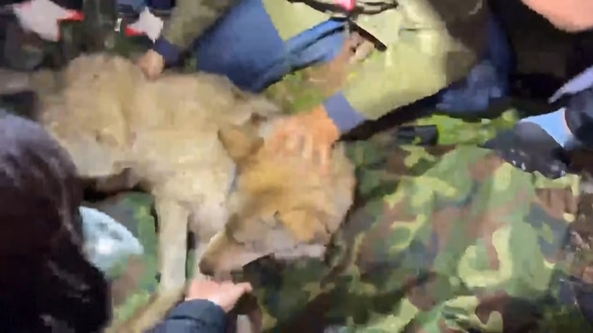 Video. Escaped wolf “Neukgu” captured after 9-day search in South Korea