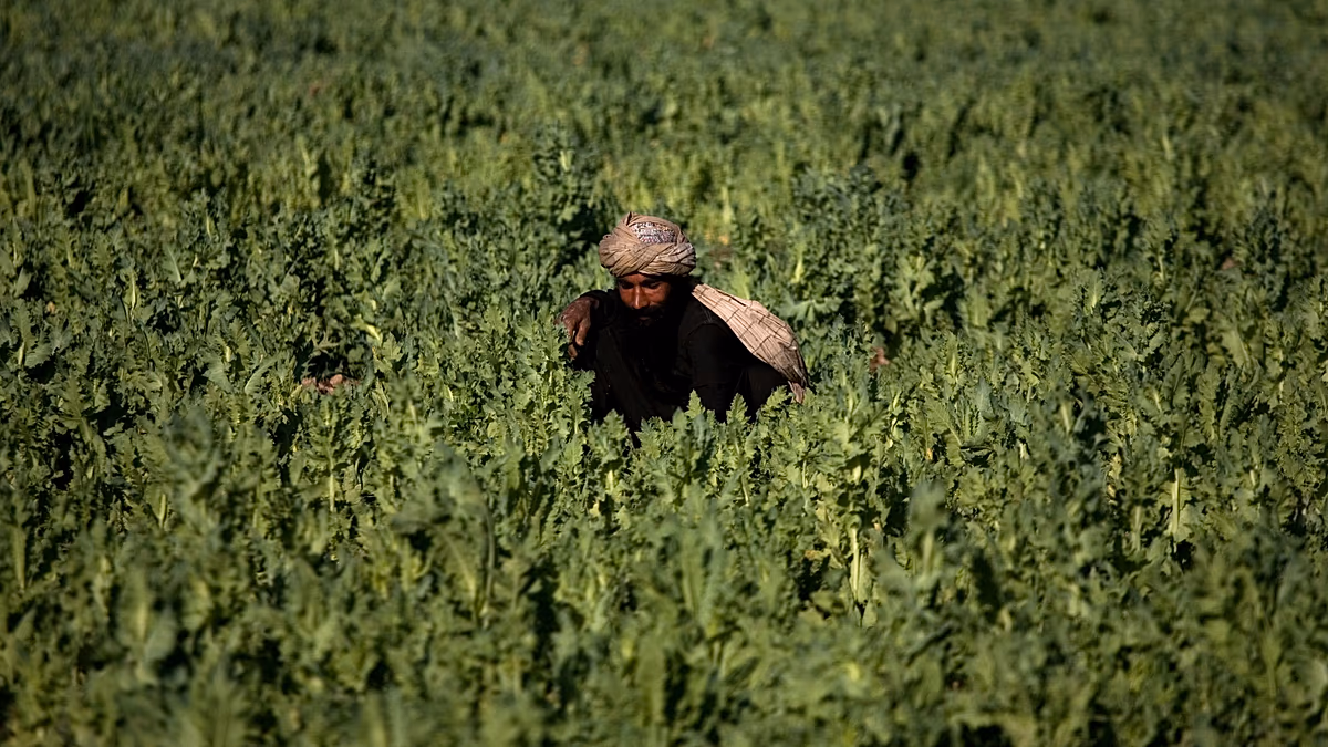 Video. Police destroy opium poppy fields in Pakistan