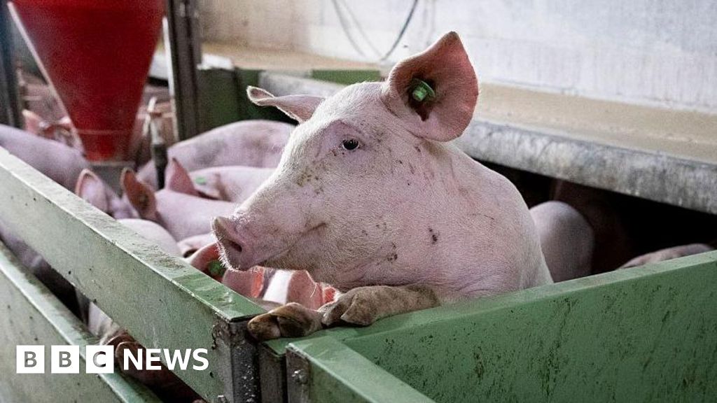 Spain’s pork industry seeks salvation from swine fever threat