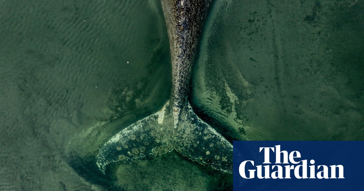 Stranded and dying, the German whale is a parable of our troubled relationship with these sea giants | Whales