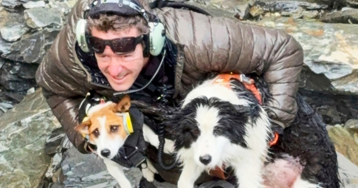 Hiker’s dog lost in a wild New Zealand forest is rescued by helicopter after strangers fund search