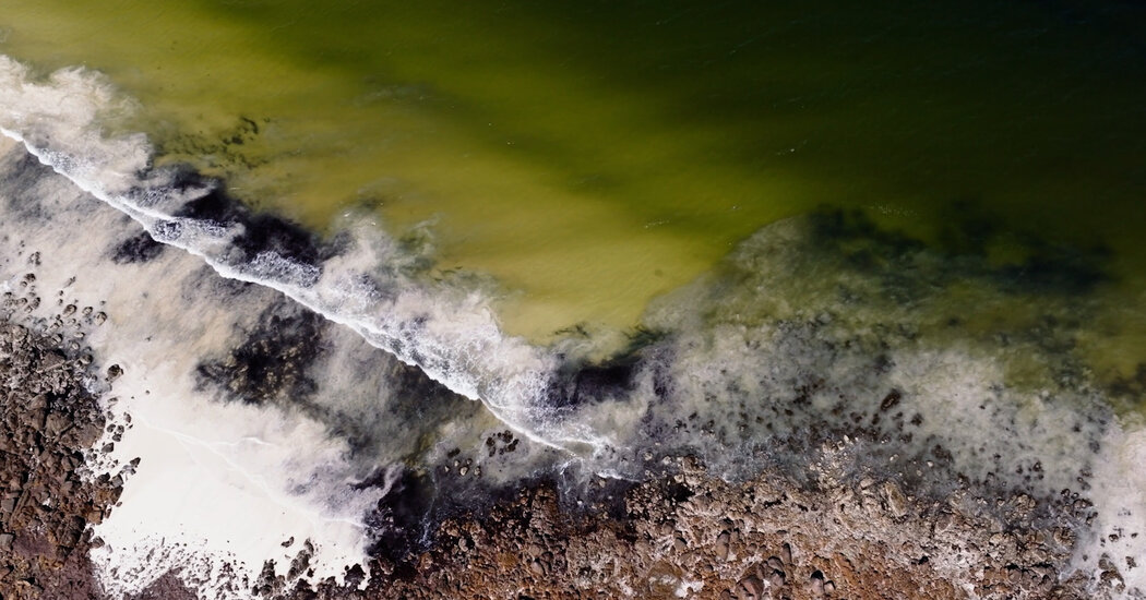 An Underwater Phantom Is Killing Fish and Breaking Hearts