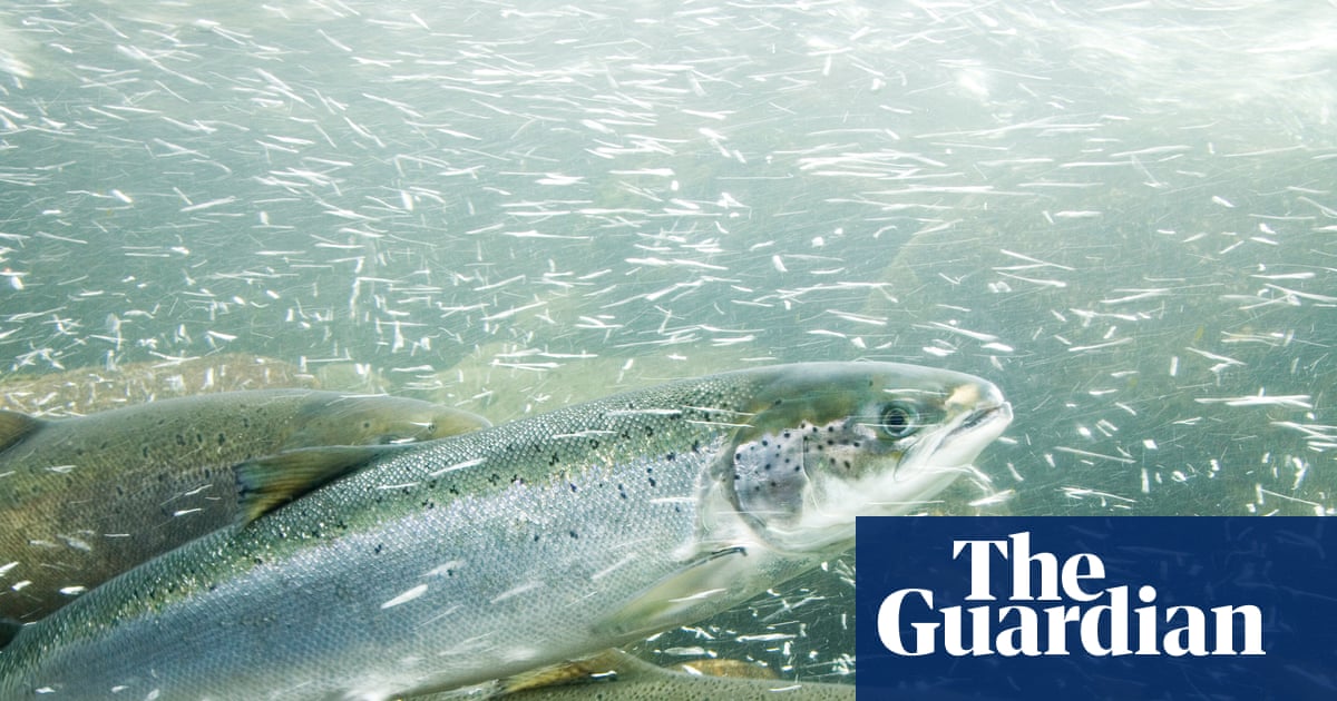 Cocaine pollution in rivers and lakes may disrupt behaviour of salmon, study finds | Science