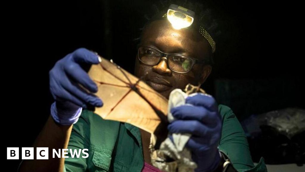 Nigeria's Iroro Tanshi wins Goldman Environmental Prize for trying to save bats – BBC