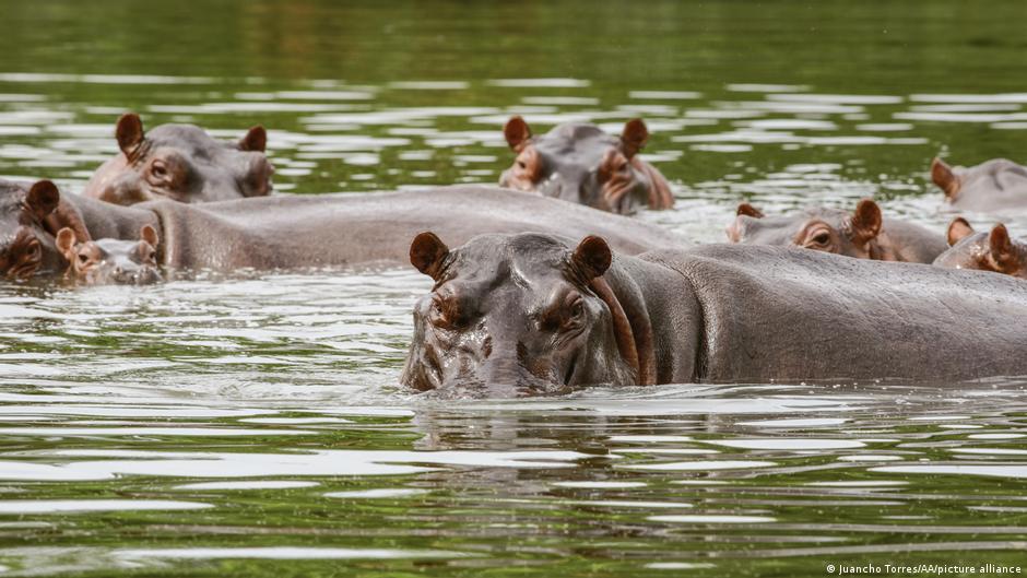 Colombia approves cull of Pablo Escobar-legacy wild hippos