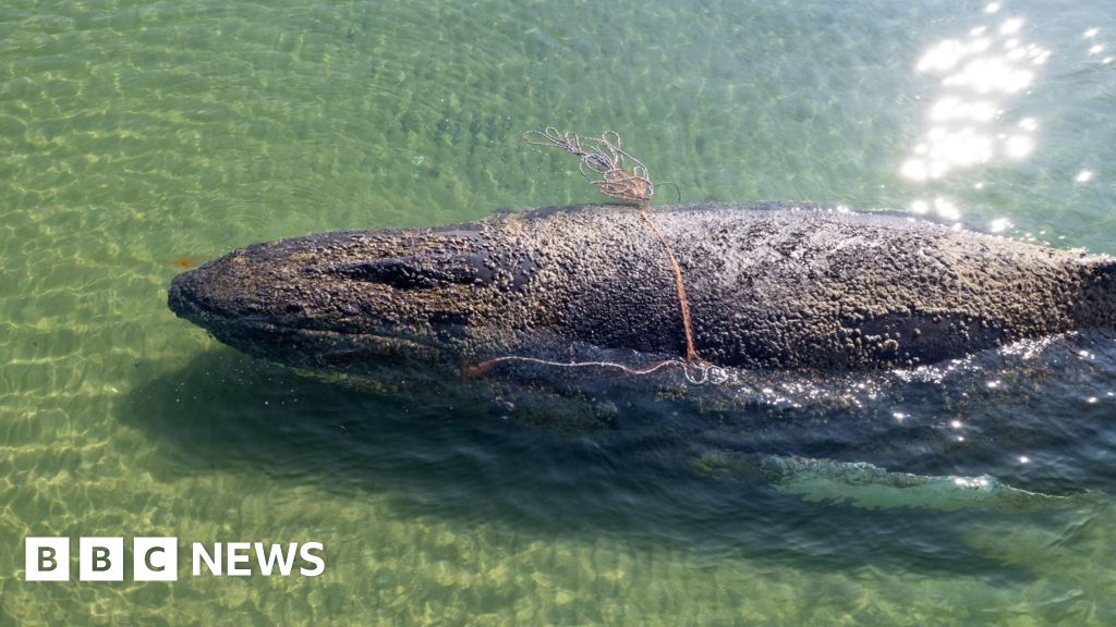 Rescuers abandon hope for whale stranded off German island – BBC