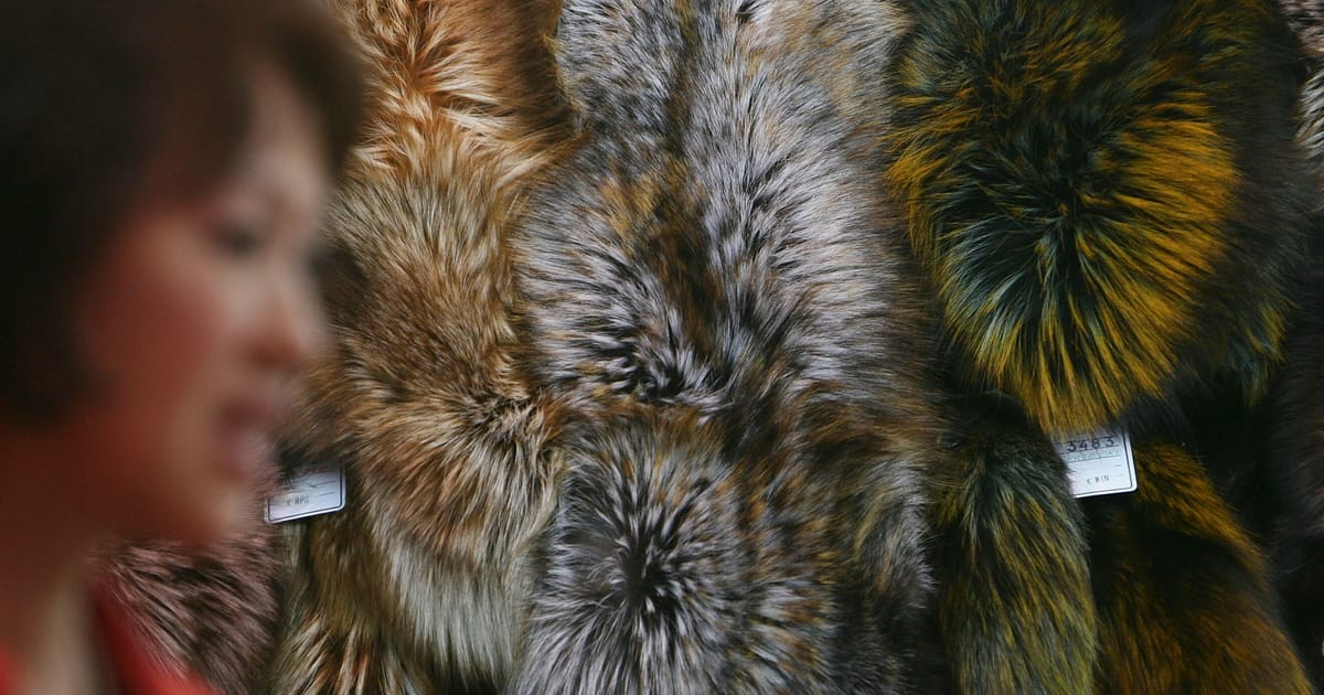 How fur is fighting an EU ban – POLITICO