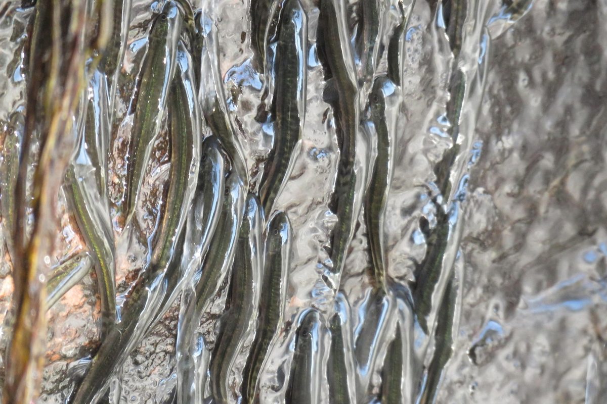 For 50 years, there have been rumours of these fish climbing waterfalls. Scientists just filmed them doing it for the first time