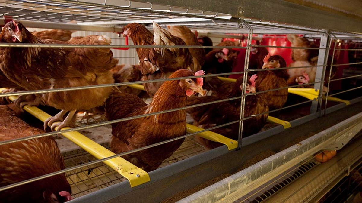Oliyar Group launches cage-free poultry farm for 2.3 mln laying hens in Lviv region
