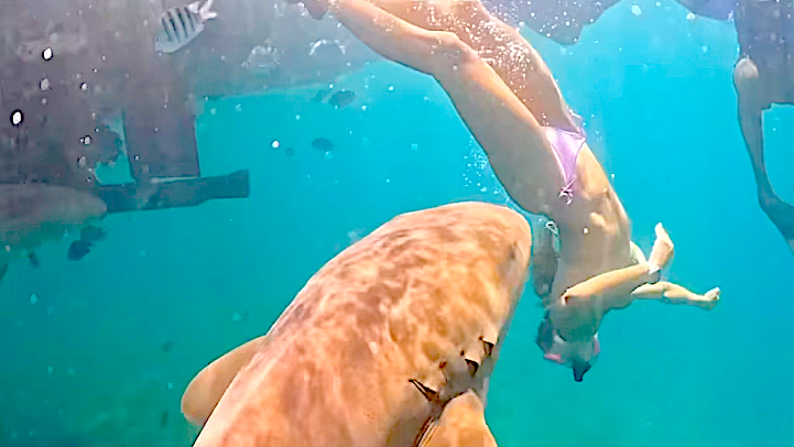 New Viral Footage Shows Brazilian Surfer Tayane Dalazen Bitten by Shark in Crystal Blue Water (Video)
