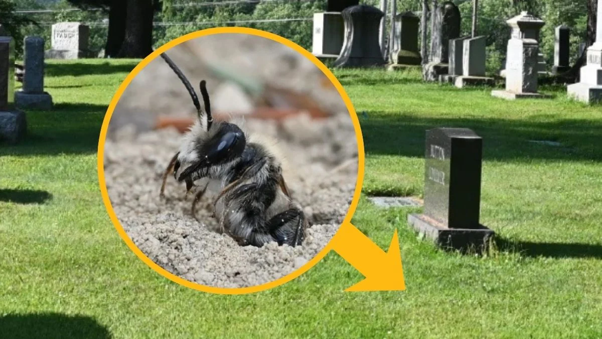 Scientists Found 5.5 Million Bees Living Beneath a New York Cemetery : ScienceAlert