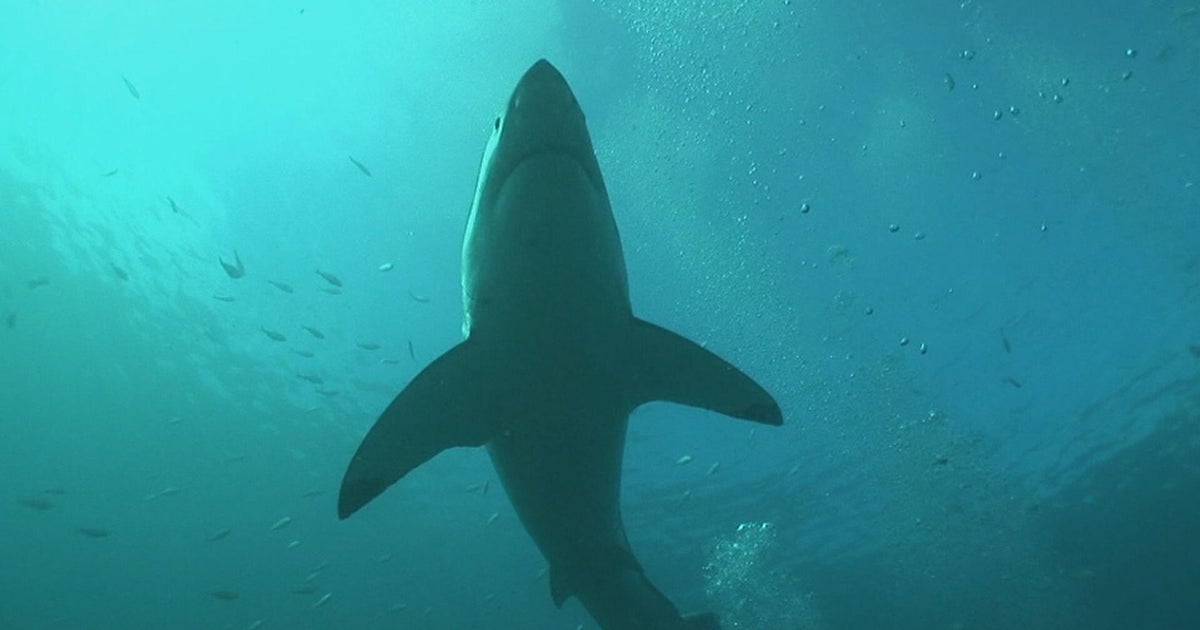 South Africa’s great white sharks mysteriously vanished. Scientists can’t agree who, or what, is the culprit.