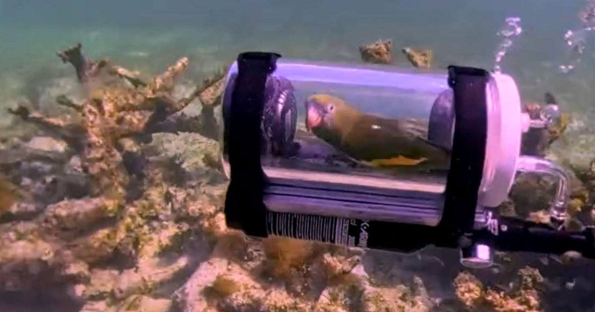 Man Creates Tiny Submarine for His Parakeet to Experience Life Underwater