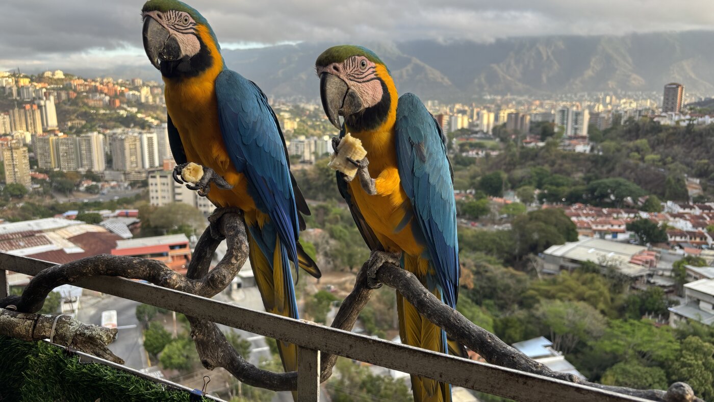Macaws run out of space in Venezuela’s capital : NPR
