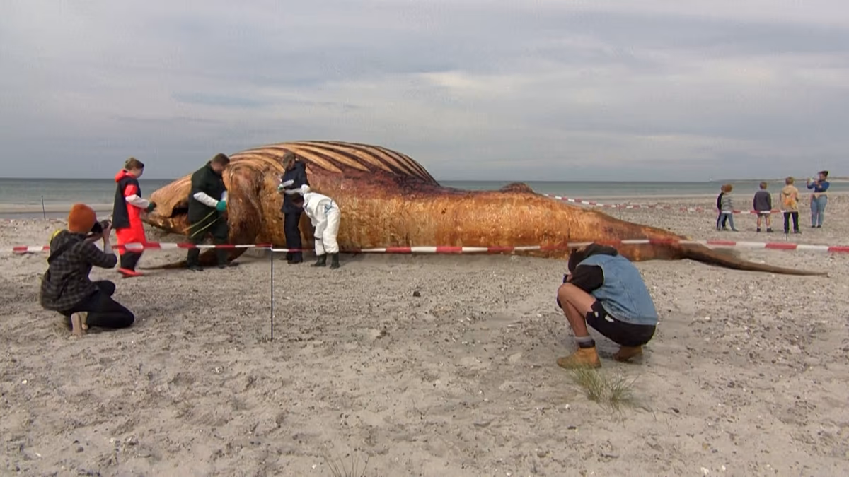 Video. Denmark probes death of humpback whale that captivated Germany