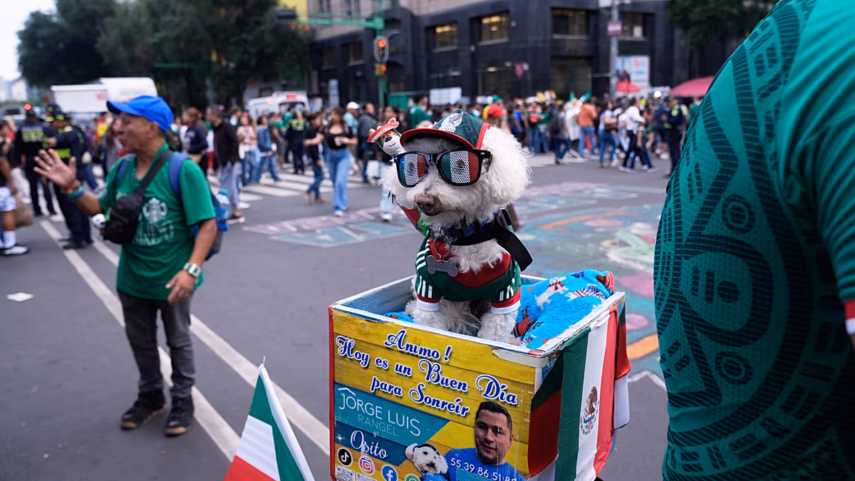 Video. Meet Osito, the rescue dog winning hearts at the World Cup