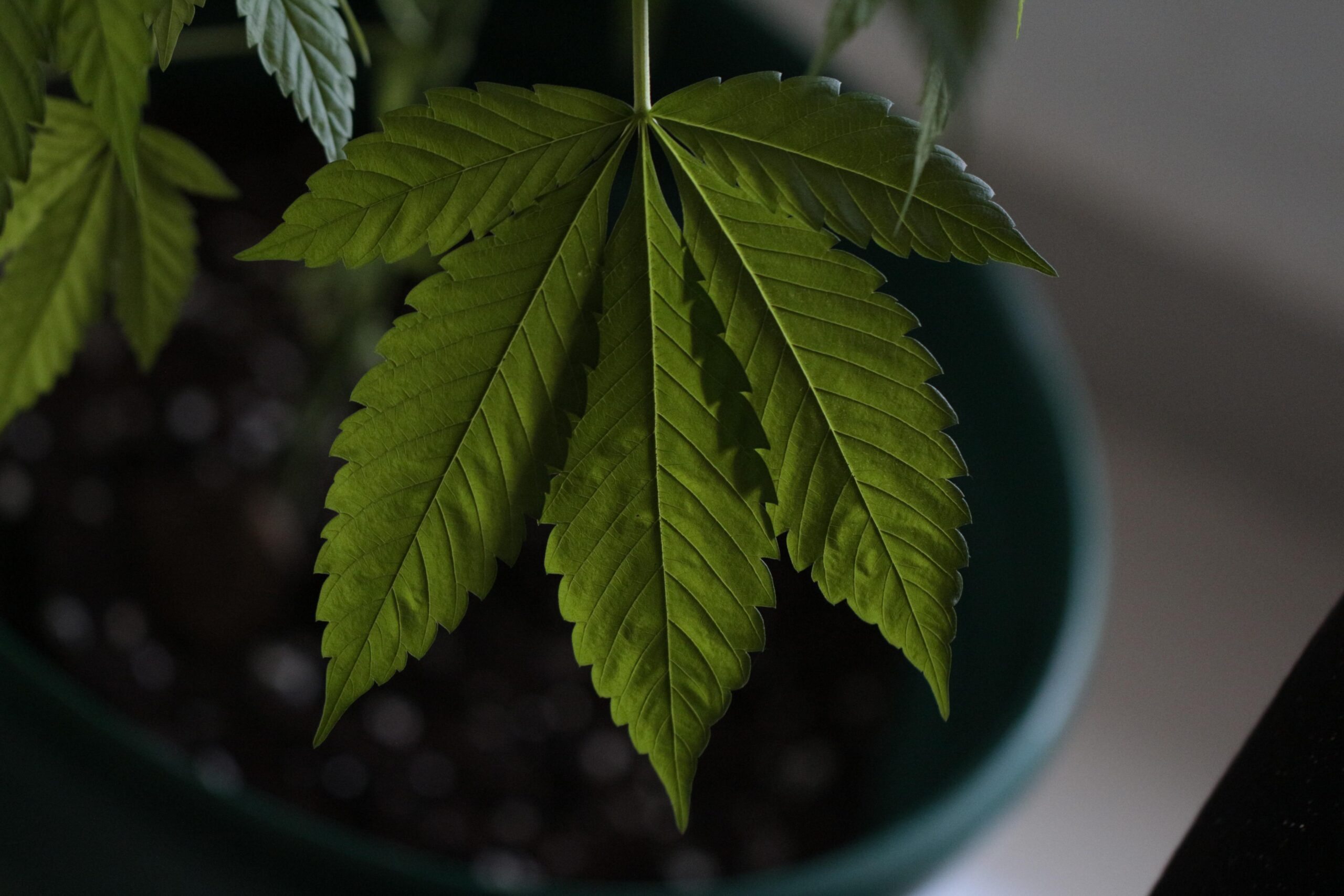 Topical CBD Calms Acne Redness