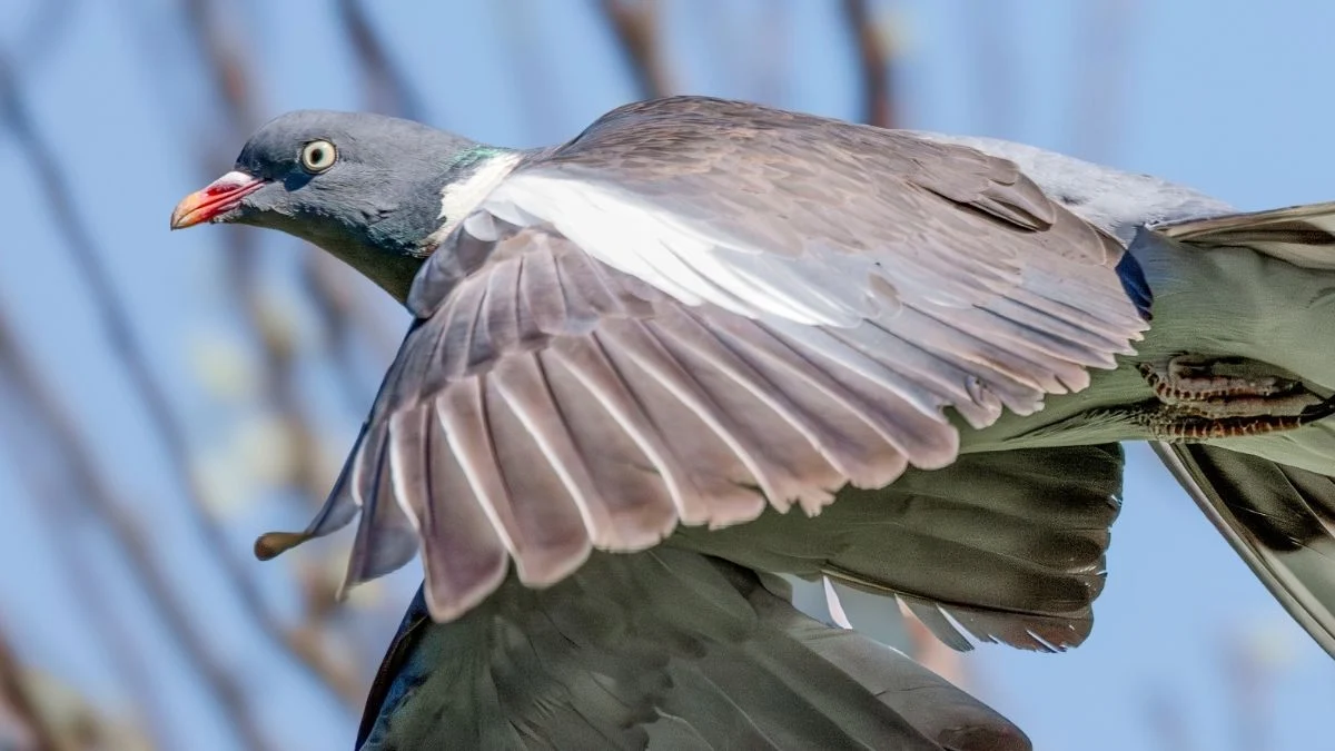 A Mysterious Quantum Compass May Be Hiding Inside Pigeons’ Livers : ScienceAlert